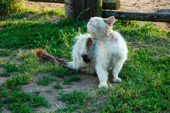 If you get a cat, you may have to deal with flea problems. That means treating both your pet and your house for fleas and their eggs.