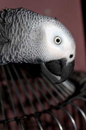 "I'll go anywhere but inside!" An African Grey parrot climbs to the top of its cage to avoid having to go inside when told to.