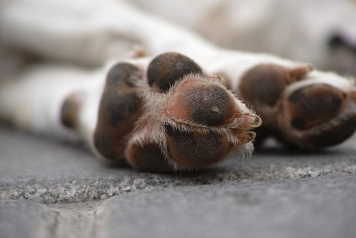 Sfortunatamente, la durata della vita dei cani non è molto lunga. Un canino tipico vivrà da 7 a 12 anni, a seconda della razza. Gli attaccamenti si formano e poi vengono recisi, il che può essere angosciante per chiunque, ma soprattutto per i bambini.