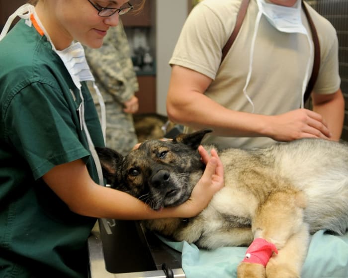 Devi considerare le spese veterinarie che il possesso di un cane può comportare. Le cure mediche di base come le iniezioni sono necessarie all'inizio, e i costi possono aumentare rapidamente se il cane subisce un incidente o una grave malattia.