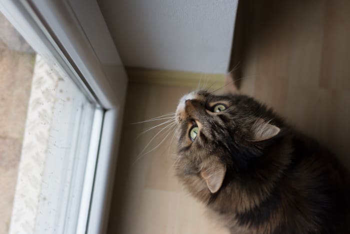 Eine läufige Katze wird versuchen zu fliehen, damit sie draußen einen Partner finden kann.