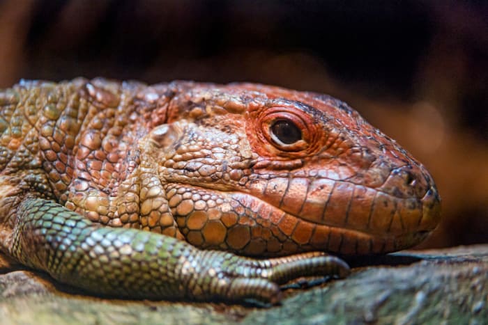 Many exotic pets are illegal because someone thinks they will harm the environment either by escaping and forming invasive populations or introducing diseases.