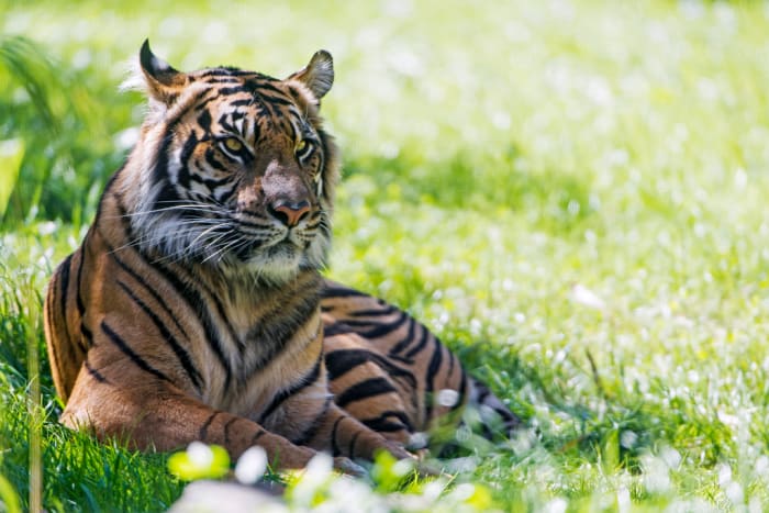 People waste their time making it illegal to own exotic pets because people fear that which is the least likely to cause them harm.