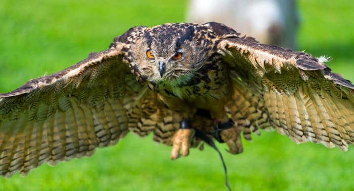 Keeping Owls as Pets: Yes, It’s Legal - PetHelpful - By fellow animal ...