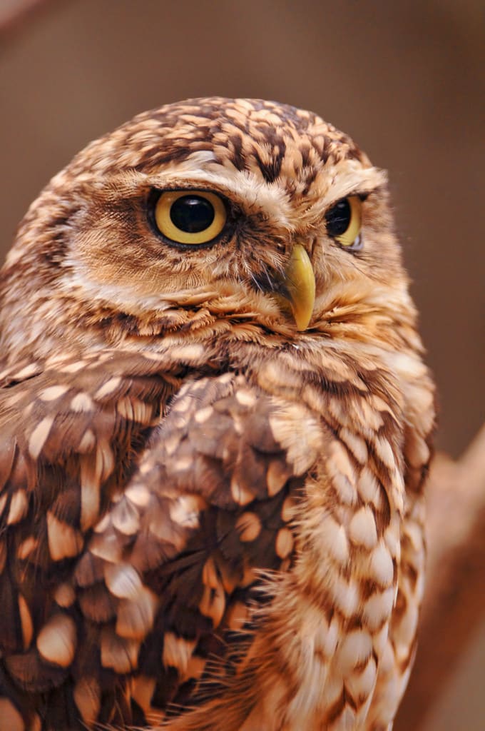Keeping Owls as Pets: Yes, Itâ€™s Legal - PetHelpful - By fellow animal