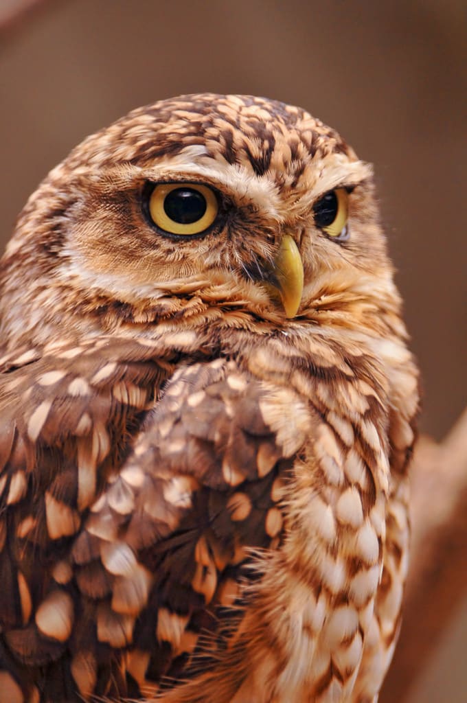 Pet Owl This Little Rescue Owl Needed A Bath And The Photos Are 