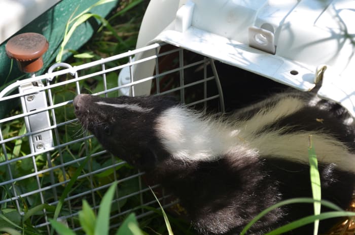 For an exotic mammal that's relatively uncommon skunks are low priced.