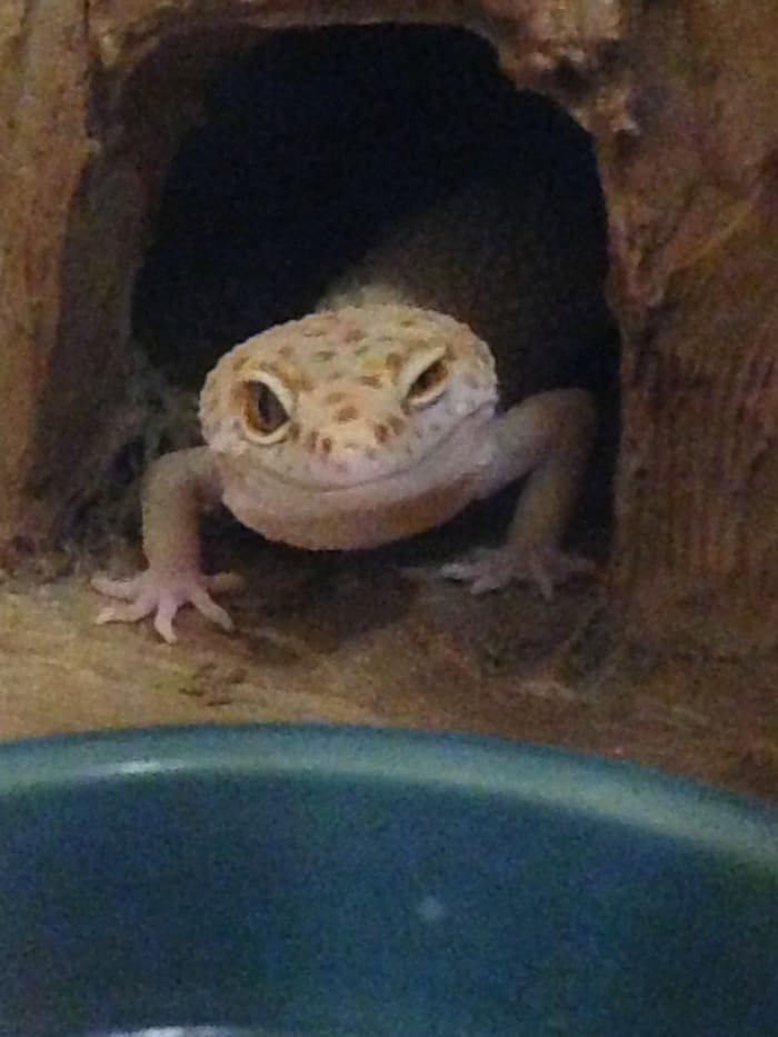 Clementine really enjoys her custom designed cage insert. It is made of sculpted styrofoam covered in non-sanded grout and sealed with a 50% dilution of modge-podge. It has four hides: two cool side hides, one warm humid hide, and one warm dry hide.