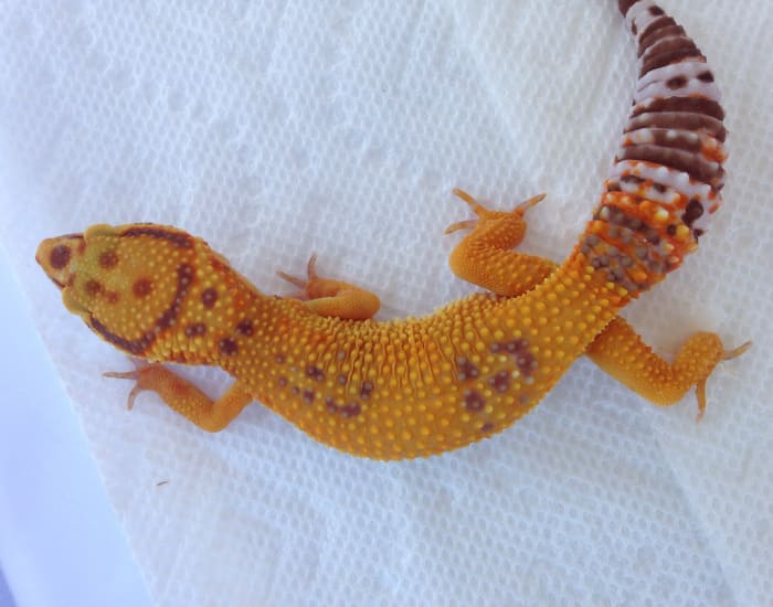 Leopard Gecko Habitat Setup and Care Basics PetHelpful By fellow
