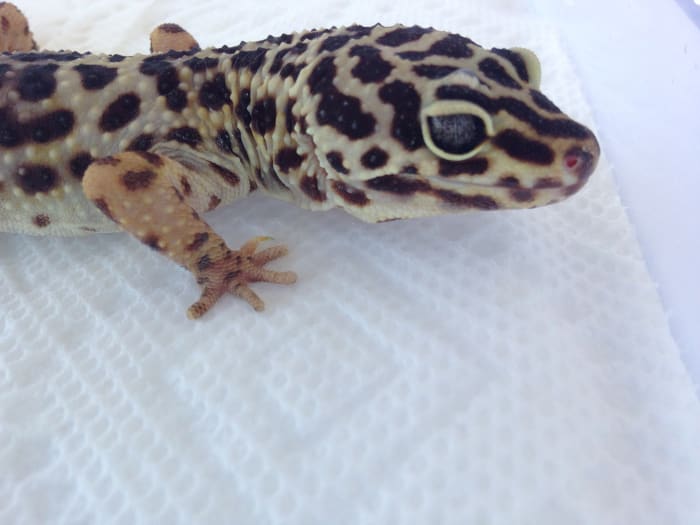 Annie is a now 20yo rehomed gecko I took in a few years ago. She is still very healthy and will live at least several more years with proper housing!