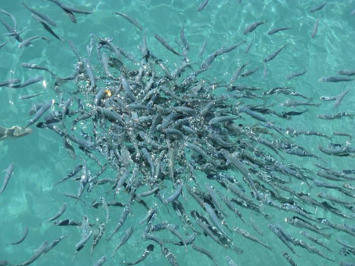 Enten in Gefangenschaft schätzen den gelegentlichen Fisch genauso sehr wie ihre wilden Artgenossen.