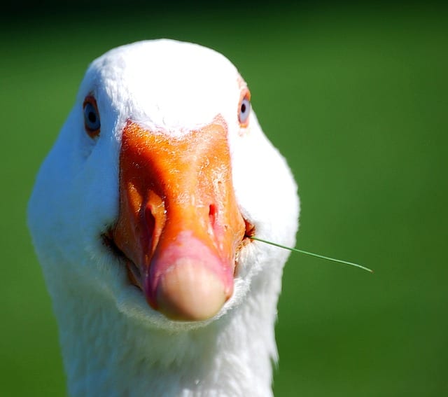 de witte veren en oranje snavels van Pekineenden geven hen een klassiek en gemakkelijk herkenbaar uiterlijk.' white feathers and orange beaks give them a classic and easily recognizable appearance. 