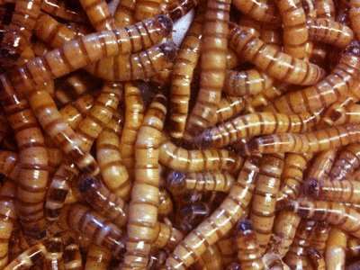 Mealworms są tanie, łatwe w utrzymaniu i stanowią doskonałe źródło białka dla Twoich kaczek.