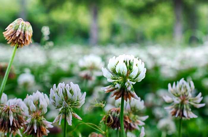 Normalement considérés comme des mauvaises herbes nuisibles, les pissenlits et les trèfles peuvent constituer une collation saine pour vos canards lorsqu'ils sont proposés occasionnellement.