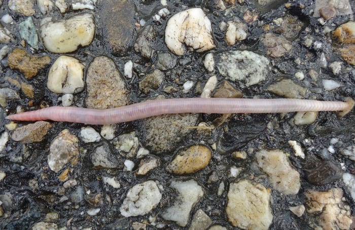 Assicurati di usare solo lombrichi senza pesticidi quando nutri le tue anatre.