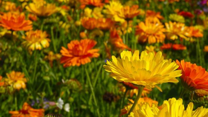 Fai mangiare alle anatre le calendule per avere uova più belle e gustose.