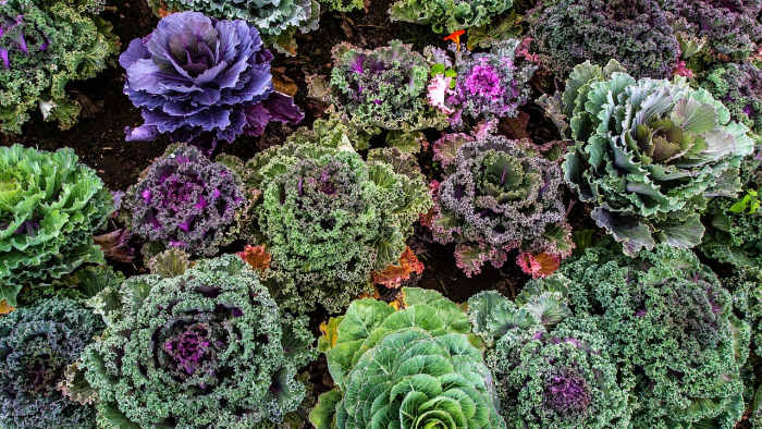 Kale está absolutamente carregado de nutrição, e os patos parecem gostar dela quase tanto como nós, humanos.