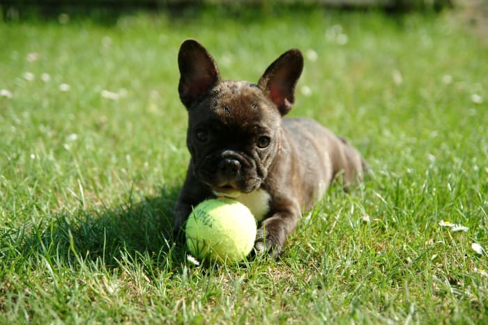 Frenchies With Munchies