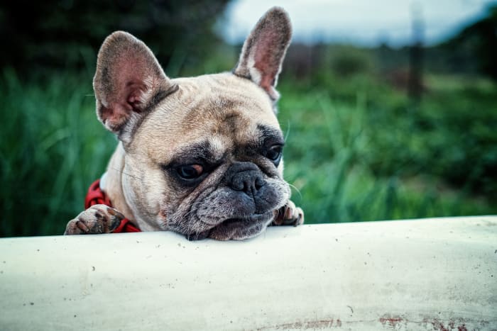 stop-feeding-your-frenchie-that-kibble-what-you-need-to-know-about-french-bulldog-food