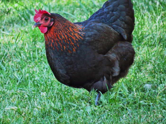 The 5 Best Chicken Breeds for Your Homestead - PetHelpful - By fellow