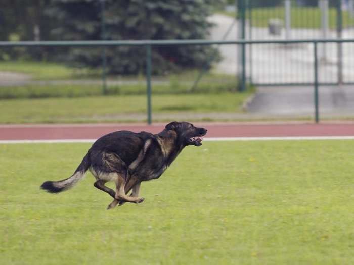 German Shepherds require mental stimulation to prevent them from becoming bored and destructive.