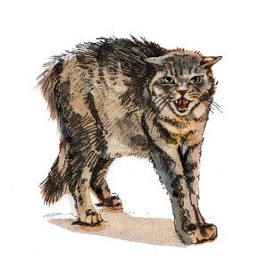 People feeding feral cats should not mistake familarity with affection; they will become aggressive and lash out if threatened or cornered (signs of aggression include ears back and eyes dilated). Stray cats may be approachable; feral cats are not.