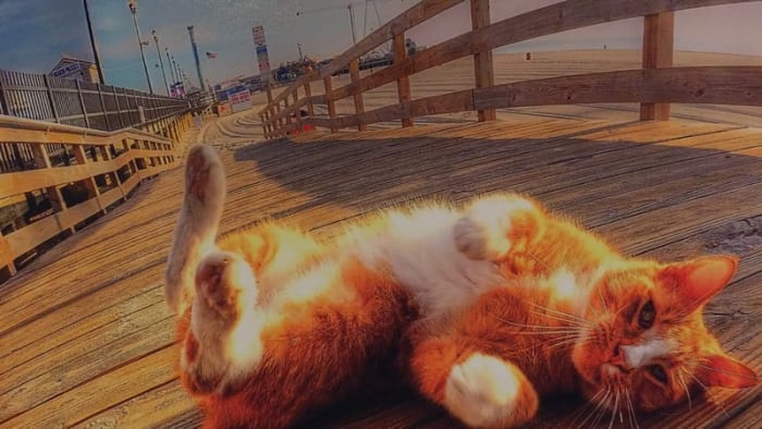The boardwalk cats of Atlantic City are feral or stray, but they are adored by many who are happy to feed and care for them on a daily basis. This particular one is probably a stray and would welcome a petting. Most, however, are feral.