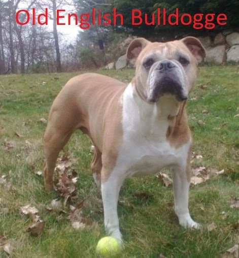 UKC Olde English Bulldogge female at eight years old Ss 051 - Photo taken on Easter 2013 CC BY-SA 3.0