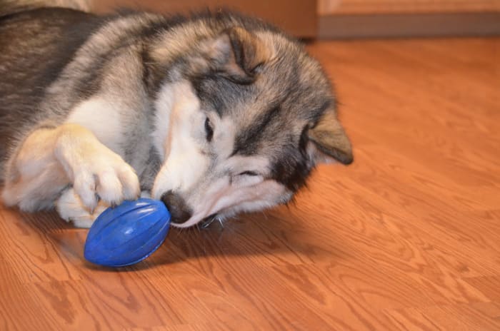 can-dogs-eat-green-beans