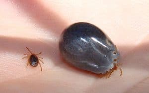 flea-and-tick-prevention-for-your-trail-dog