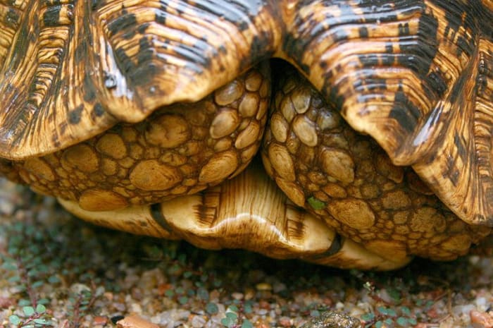 This youngster displays a healthy ability to fully retract its head and limbs. With pneumonia, this becomes impossible.