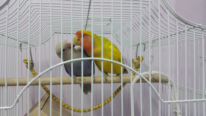 Male lovebird named Mumu feeding female lovebird names Lulu by regurgitation. This is the first sign of courtship.