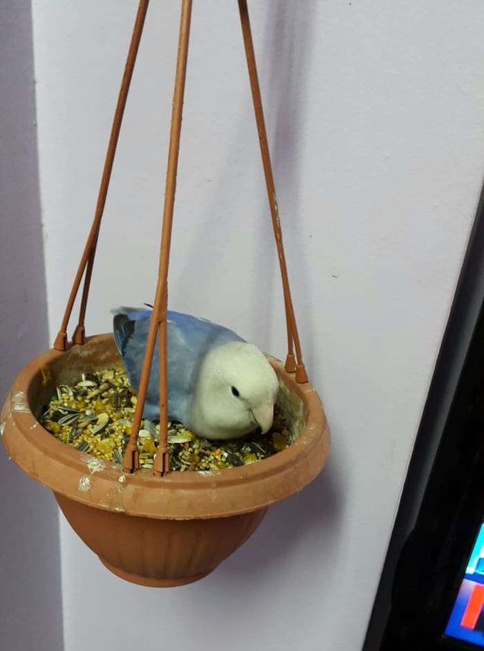 Female lovebird named Lulu eating seeds from money plant pot. She loves to sprawl and sleep here too!