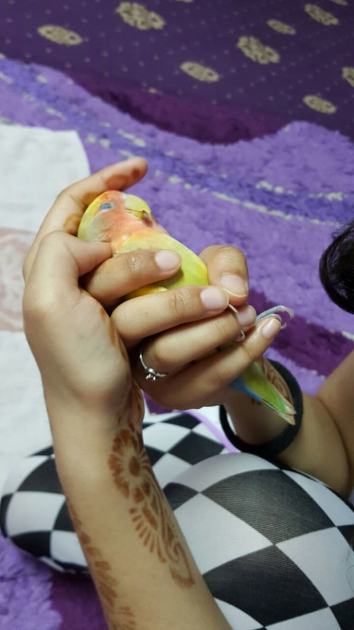 This is me holding Mumu. If you want to administer medicine to your bird, you can hold them this way and tilt their head up.