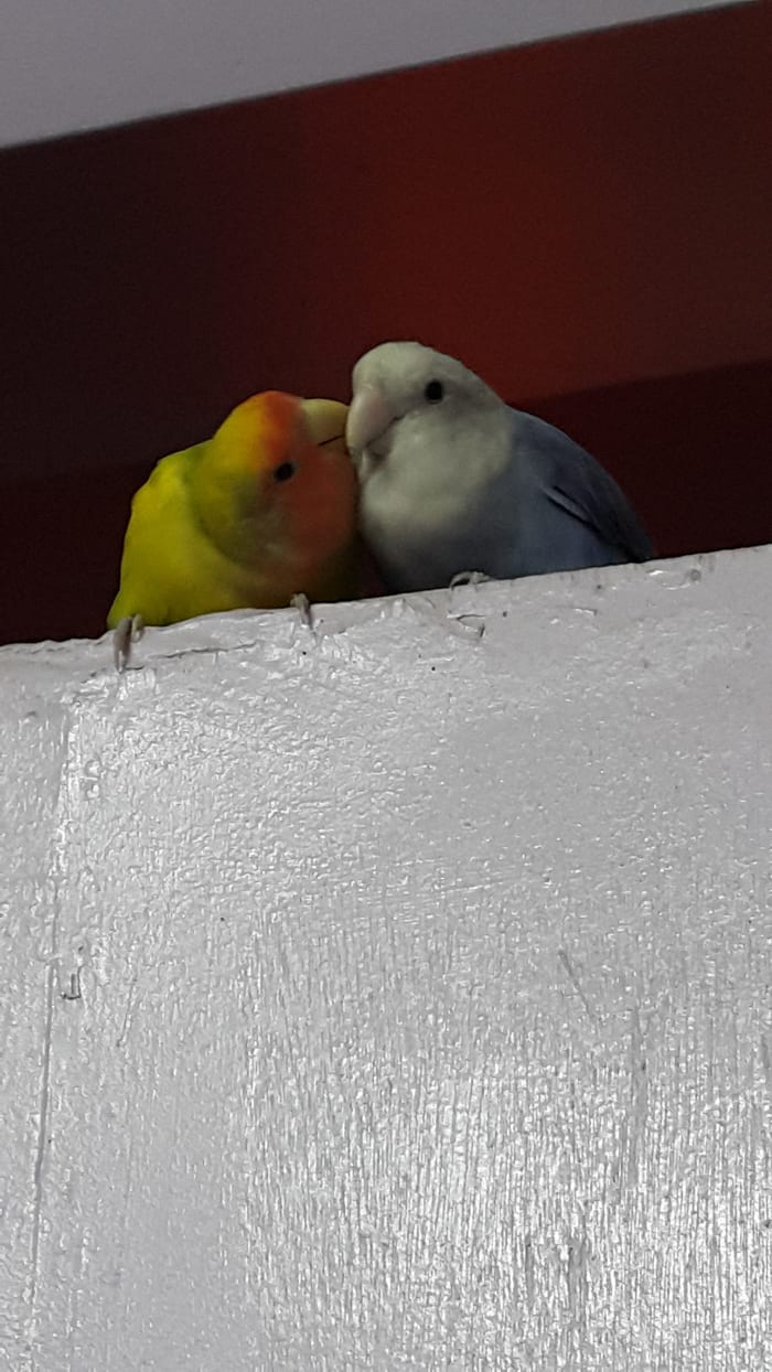 Picture depicting the closeness of two lovebird mates. The male named Mumu is building proximity with his mate Lulu.