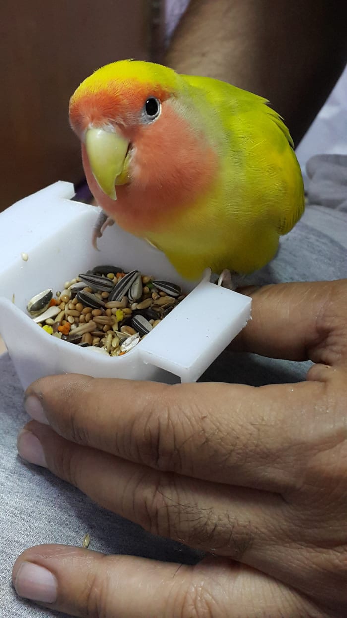 Picture showing an adorable medium green heavy pied peach-faced lovebird, named Mumu. The color is a mutation. The body is yellow with tinges of green, wings a mix of yellow with green spots, while the tail is a bright blue.