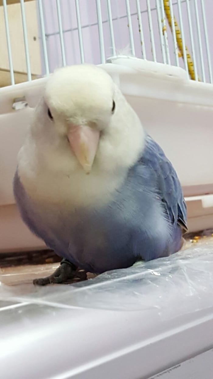Picture showing an adorable white-faced voilet roseicollis peach faced lovebird, named Lulu. The mutation is sex-linked. The face and chest are white, while the rest of the body is deep violet. The wings are violet with streaks of grey color.