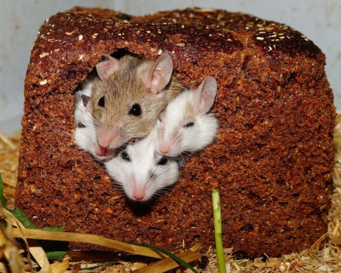 Rats and mice love grains, pasta, and bread - but make sure you give them these treats in moderation.