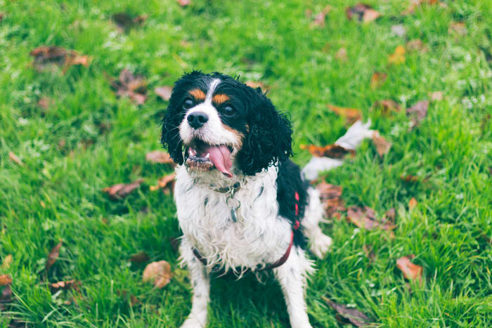 By carefully listening to your dog you can begin to determine what they are really trying to tell you.