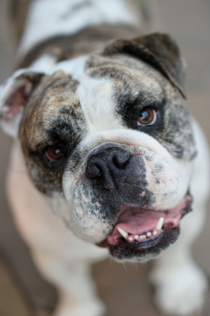 Although not as common as the other behaviors, biting is another way your dog will tell you what they are feeling and trying to say.