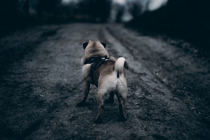 By learning to read the body language of dogs, such as moving tails, you can easily decipher what it is they are trying to tell you.