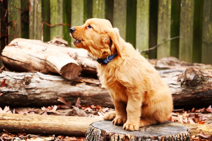 Before starting to treat separation anxiety in dogs it is important to rule everything else out first.