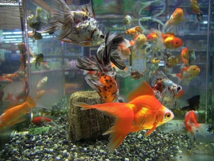 Goldfish in pet stores are often times over crowded in a tank. This is fine for the short term but shouldn't be their daily habitat.