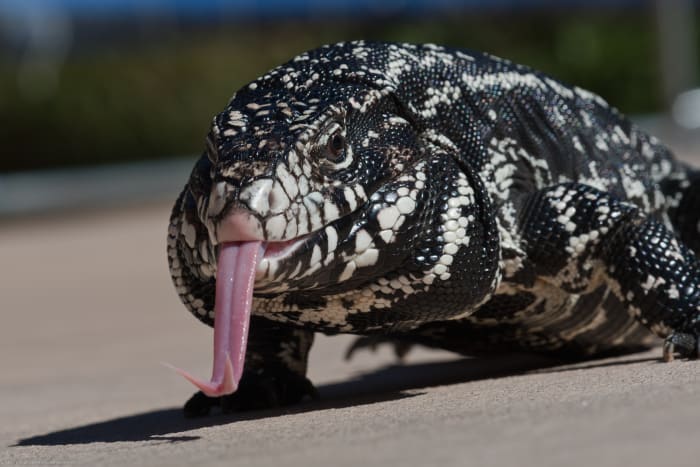 Argentine black and white tegu