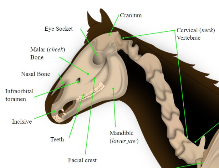 After a fall, a nosebleed can signify damage to the infraorbital foramen, nasal passages, or even the cranium areas. Contact a veterinarian as soon as practical.