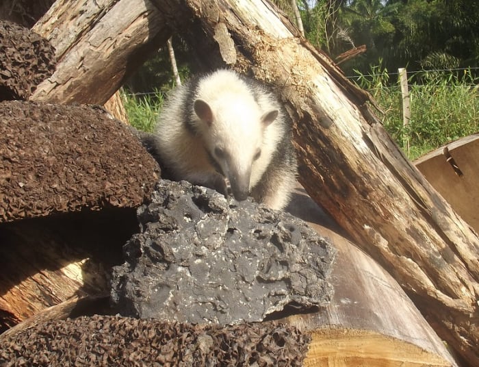 Tamandua buscando termitas en su nido.