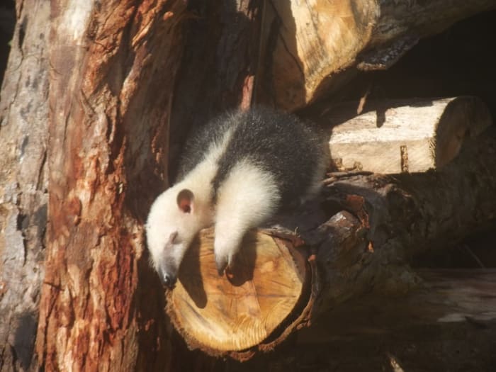 Tamandua schläft nach einem großen Frühstück mit Termiten in der Sonne. Was könnte besser sein?