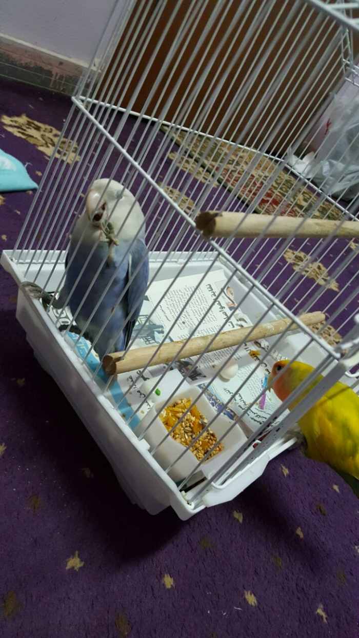 Mumu, my male lovebird, went to see the egg laid for the first time. He wagged his tail out of happiness.