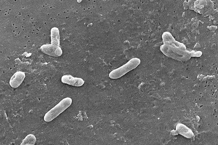 Bordetella bronchiseptica