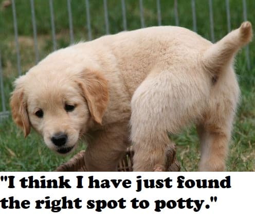 Use odor to your advantage. Place a stool sample in the area of your yard that you would like your puppy to use for pottying.